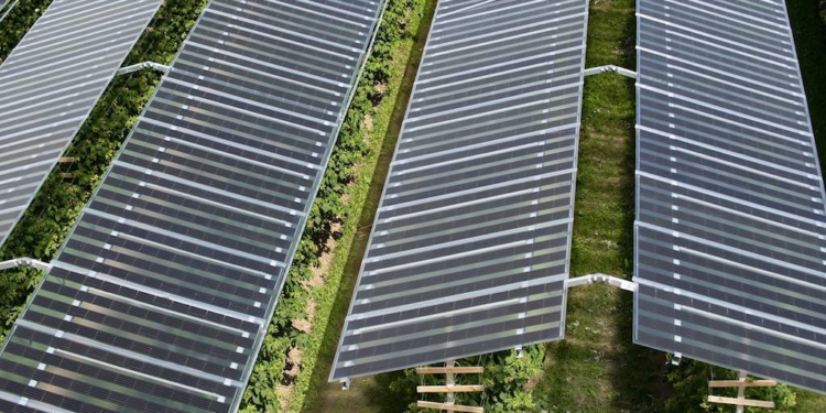 ¿Paneles solares reducen el estrés térmico y mejoran la salud?