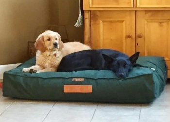 ¿Para qué sirve poner una botella congelada cerca de la cama del perro?