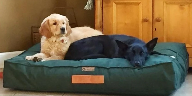 ¿Para qué sirve poner una botella congelada cerca de la cama del perro?