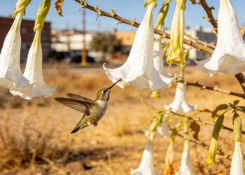 Este árbol es muy resistente y con espléndidas flores que atraen a los colibríes