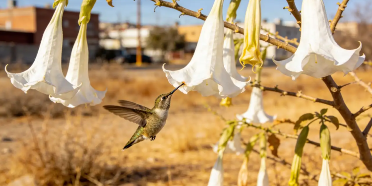 Este árbol es muy resistente y con espléndidas flores que atraen a los colibríes