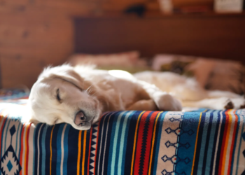 Secretos naturales para que tu casa no huela a perro