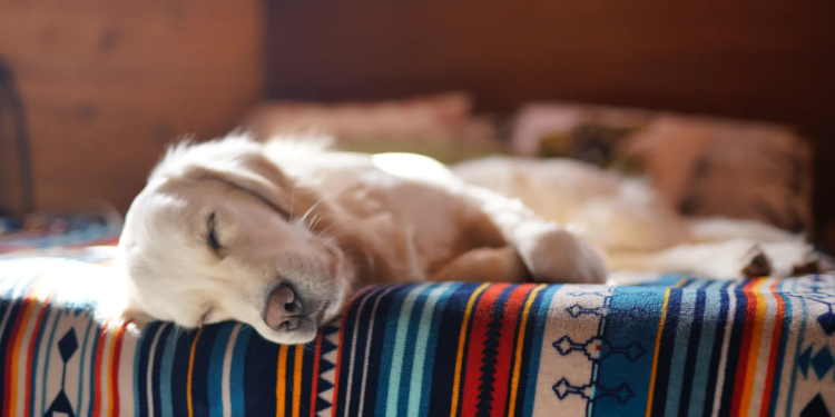 Secretos naturales para que tu casa no huela a perro