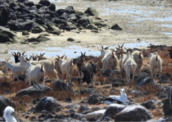 200 años sin agua dulce y en total aislamiento: los animales estudiados por la ciencia por su resiliencia