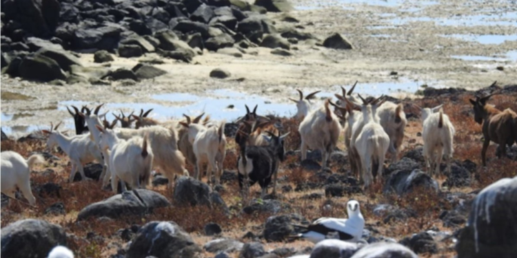 200 años sin agua dulce y en total aislamiento: los animales estudiados por la ciencia por su resiliencia