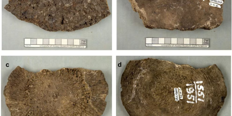 Científicos revelan que estos fósiles eran de ballena, no de mamut