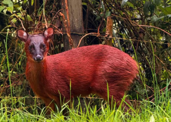 Avistan un venado rojo andino: Una especie en riesgo de extinción