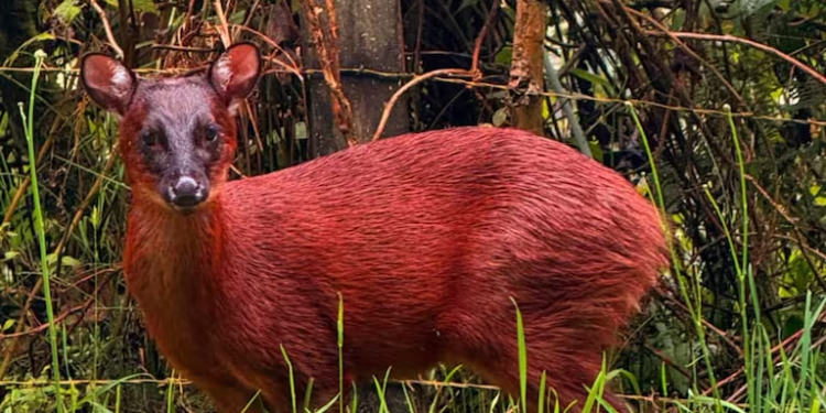 Avistan un venado rojo andino: Una especie en riesgo de extinción