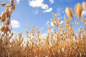 Foto: iStock