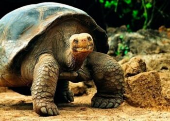 Foto: https://naturegalapagos.com/