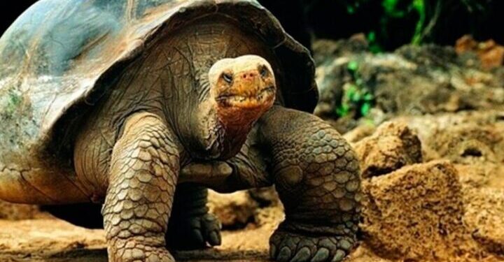 Foto: https://naturegalapagos.com/