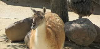 Foto: Zoo Madrid