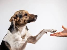 Foto: La Prensa Gráfica