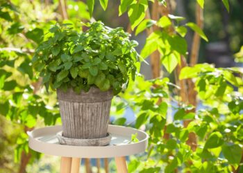 Foto: Ecologia Verde