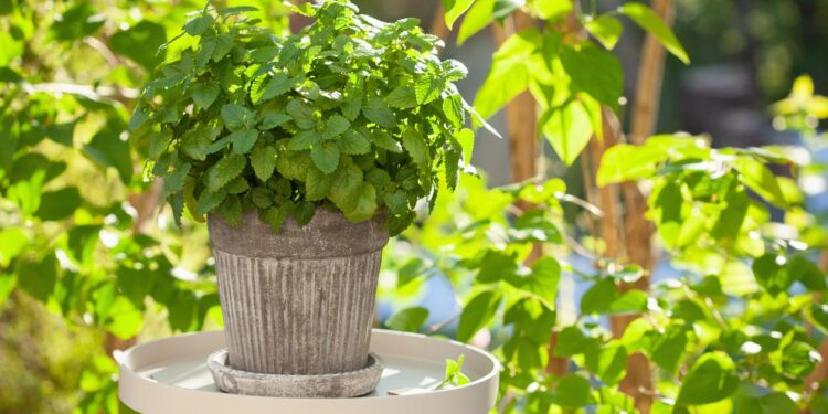 Foto: Ecologia Verde