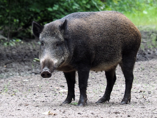 Método inovador para capturar javalis sem violência pode salvar agricultores brasileiros