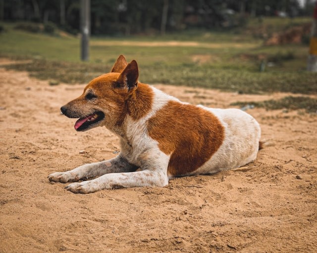 O que significa a atitude de cumprimentar cães na rua para a psicologia