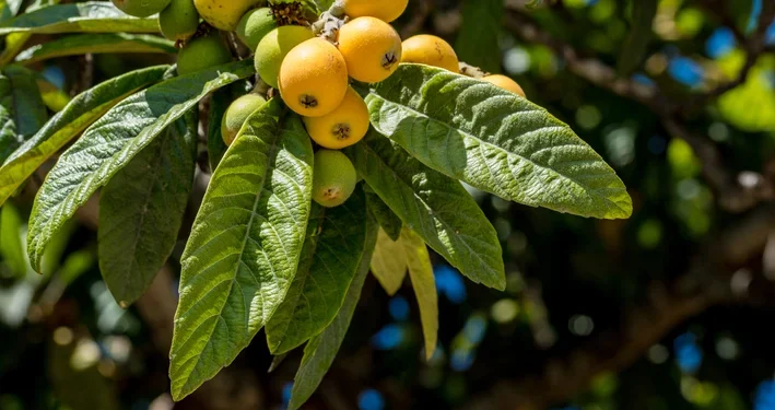 Fruta de origem asiática é considerada completa e ainda melhora sua pele