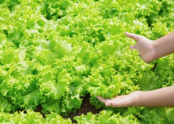 Especialistas encerram discussão ao explicar como alfaces devem ser lavadas