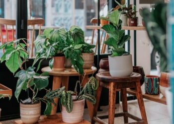 5 plantas que vão te surpreender pela velocidade de crescimento