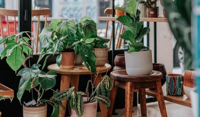 5 plantas que vão te surpreender pela velocidade de crescimento