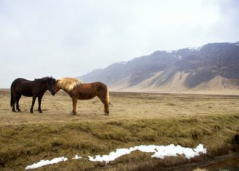 Cavalos ficaram mais baixos e se adaptaram para viver no lugar mais frio do mundo