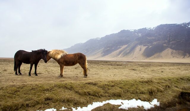 Cavalos ficaram mais baixos e se adaptaram para viver no lugar mais frio do mundo
