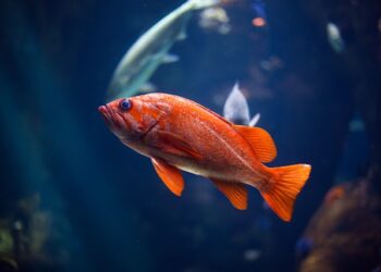 Cientistas explicam se peixes sentem sono e dormem