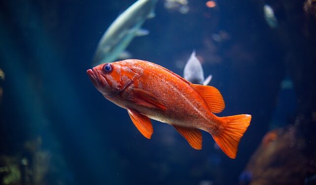 Cientistas explicam se peixes sentem sono e dormem