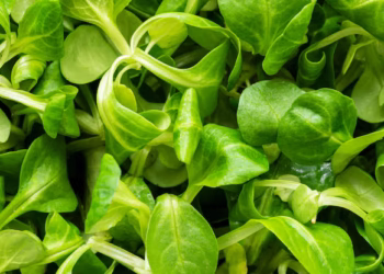 Folha verde com sabor marcante também ajuda o corpo a limpar os pulmões