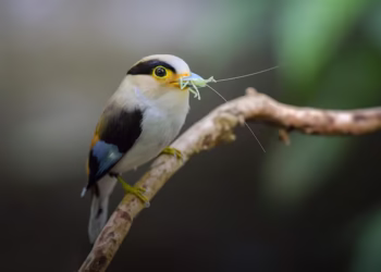 O que significa ver bem-te-vi cantando ao redor de casa segundo a crença popular