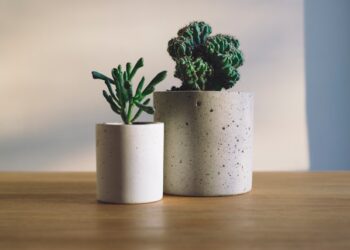 Essas são as melhores plantas para cultivar dentro de um apartamento