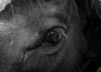 Esse animal tem sentimentos parecidos com o de humanos, aponta estudo