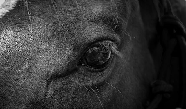 Esse animal tem sentimentos parecidos com o de humanos, aponta estudo