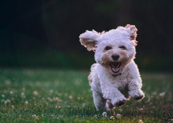 O que significa colocar uma fita amarela na coleira do cachorro
