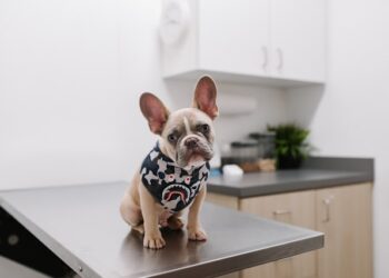 Atendimento veterinário e mais: nova lei engrossa o caldo para agressores de animais