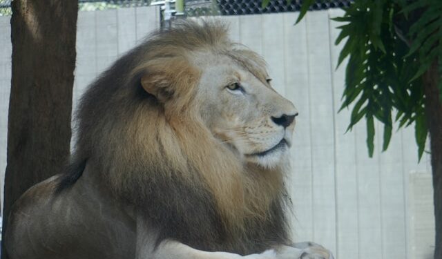 Mulher decidiu criar leão dentro de casa para não ser surpreendida por bandidos