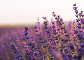 Essa planta anti-pragas é perfeita para afastar baratas e formigas da sua casa