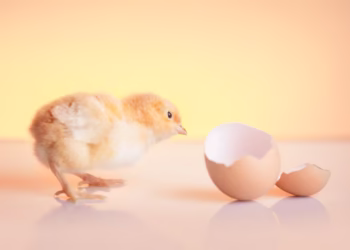 Assunto encerrado? O que a ciência diz sobre a origem do ovo e da galinha