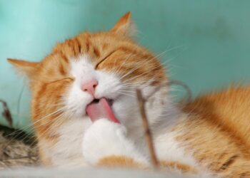 Especialistas revelam se gatos também escolhem sua pessoa preferida