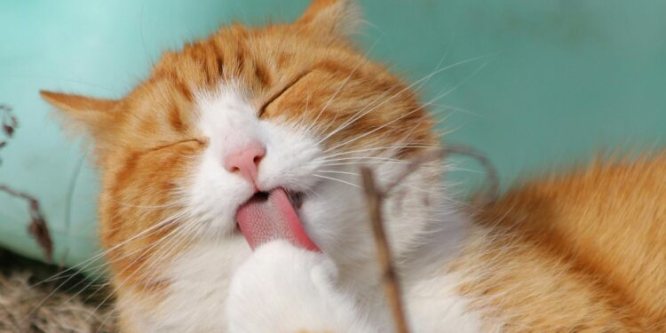Especialistas revelam se gatos também escolhem sua pessoa preferida