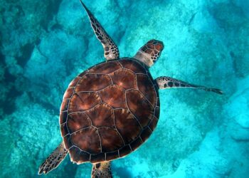 Brasil também se destaca quando o assunto é tartaruga e abriga maior local de desova do mundo