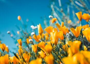 Memórias podem se tornar mais marcantes ao cheirar essa flor