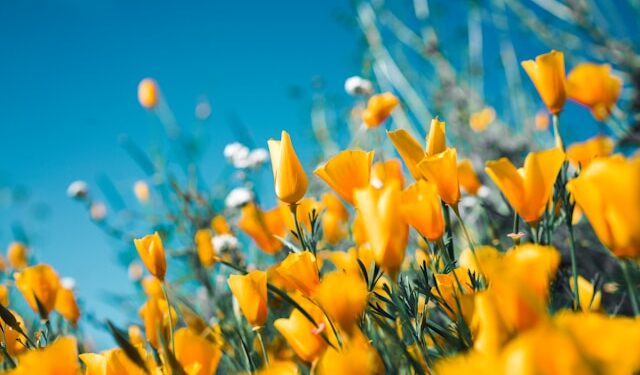 Memórias podem se tornar mais marcantes ao cheirar essa flor
