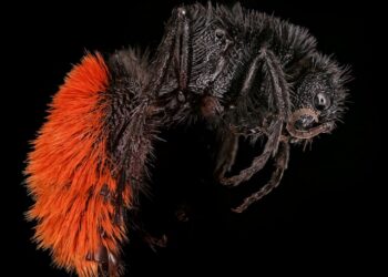 Criatura com 20 braços é encontrada por cientistas em um dos locais mais isolados do mundo