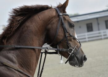 Cavalo de R$ 450 mil do cantor Sorocaba chegou ao Brasil de avião