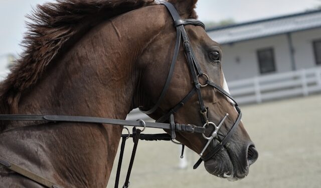 Cavalo de R$ 450 mil do cantor Sorocaba chegou ao Brasil de avião
