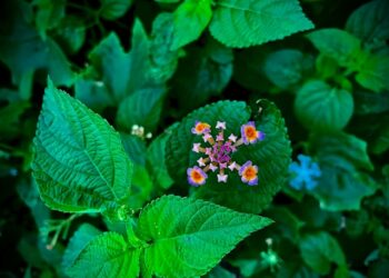Um dos melhores anti-inflamatórios naturais do mundo pode ser plantado em casa
