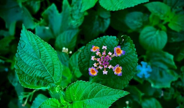 Um dos melhores anti-inflamatórios naturais do mundo pode ser plantado em casa