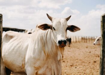 Nessa cidade do Brasil, há 38 cabeças de gado por pessoa e a proporção só aumenta